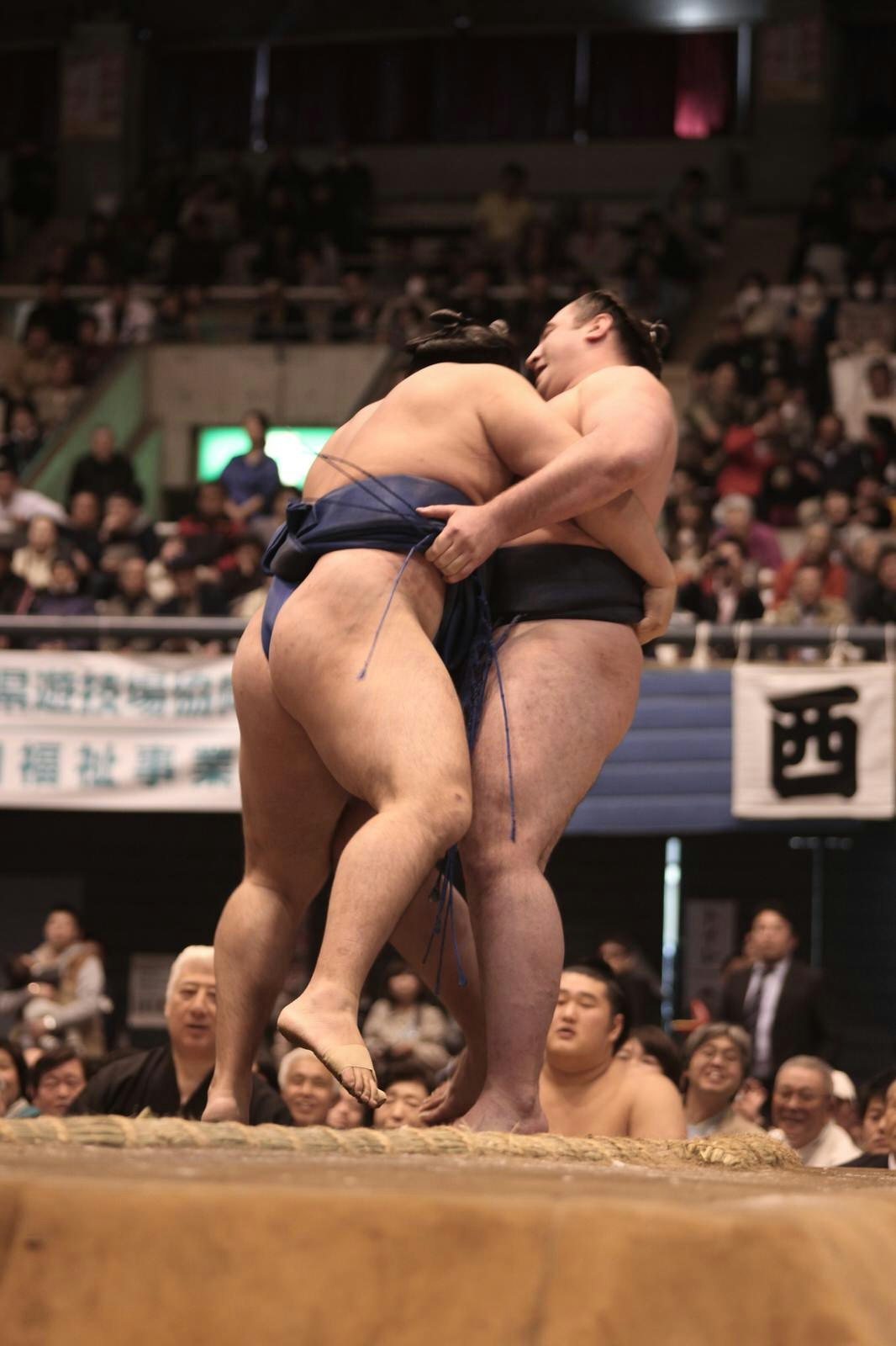 Two sumo wrestle face to face while grabbing at each other's mawashi loin cloth