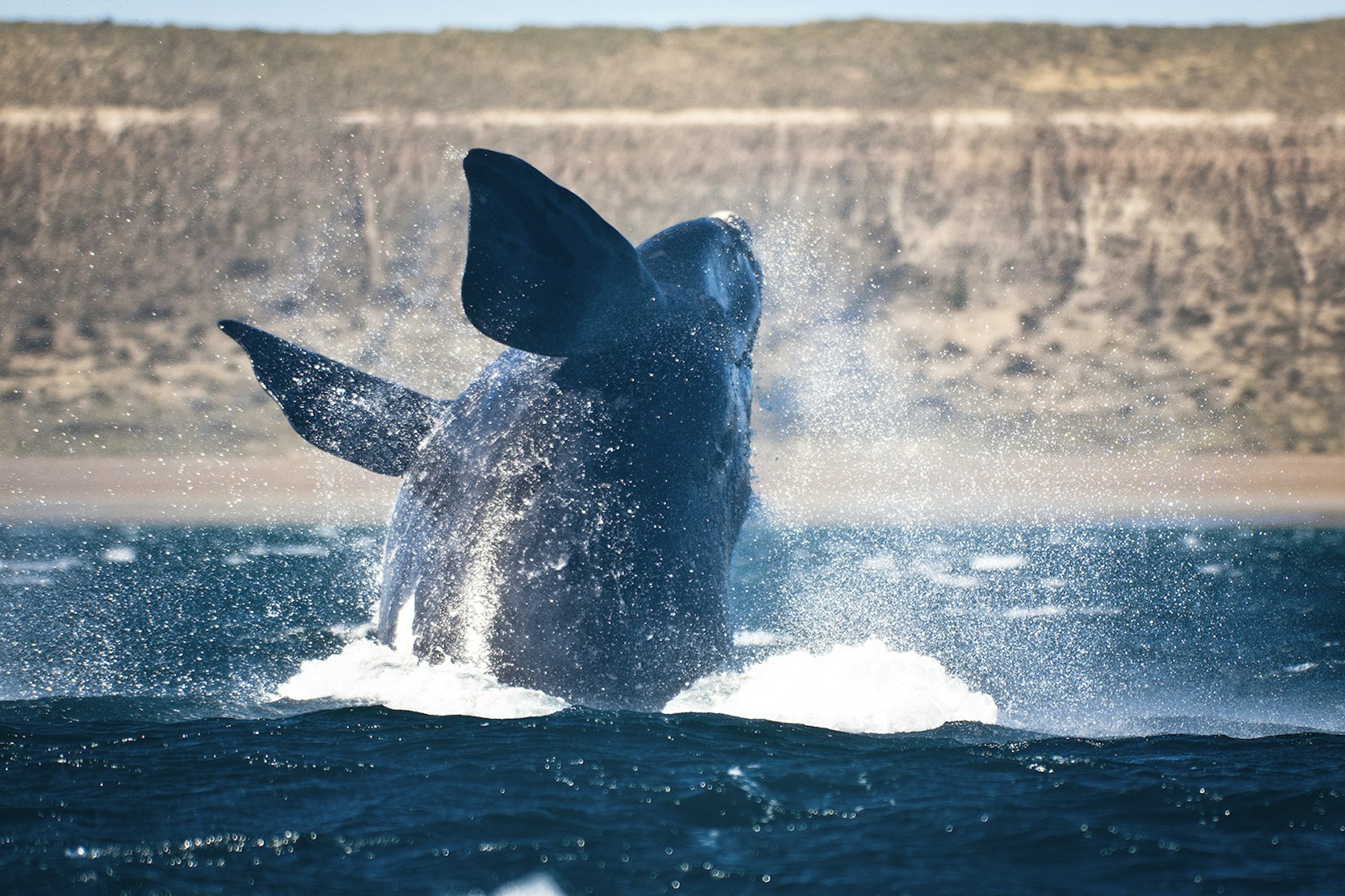 A large dark-colored whale jumps out of the water off the coast of Peninsula Valdés, Argentina