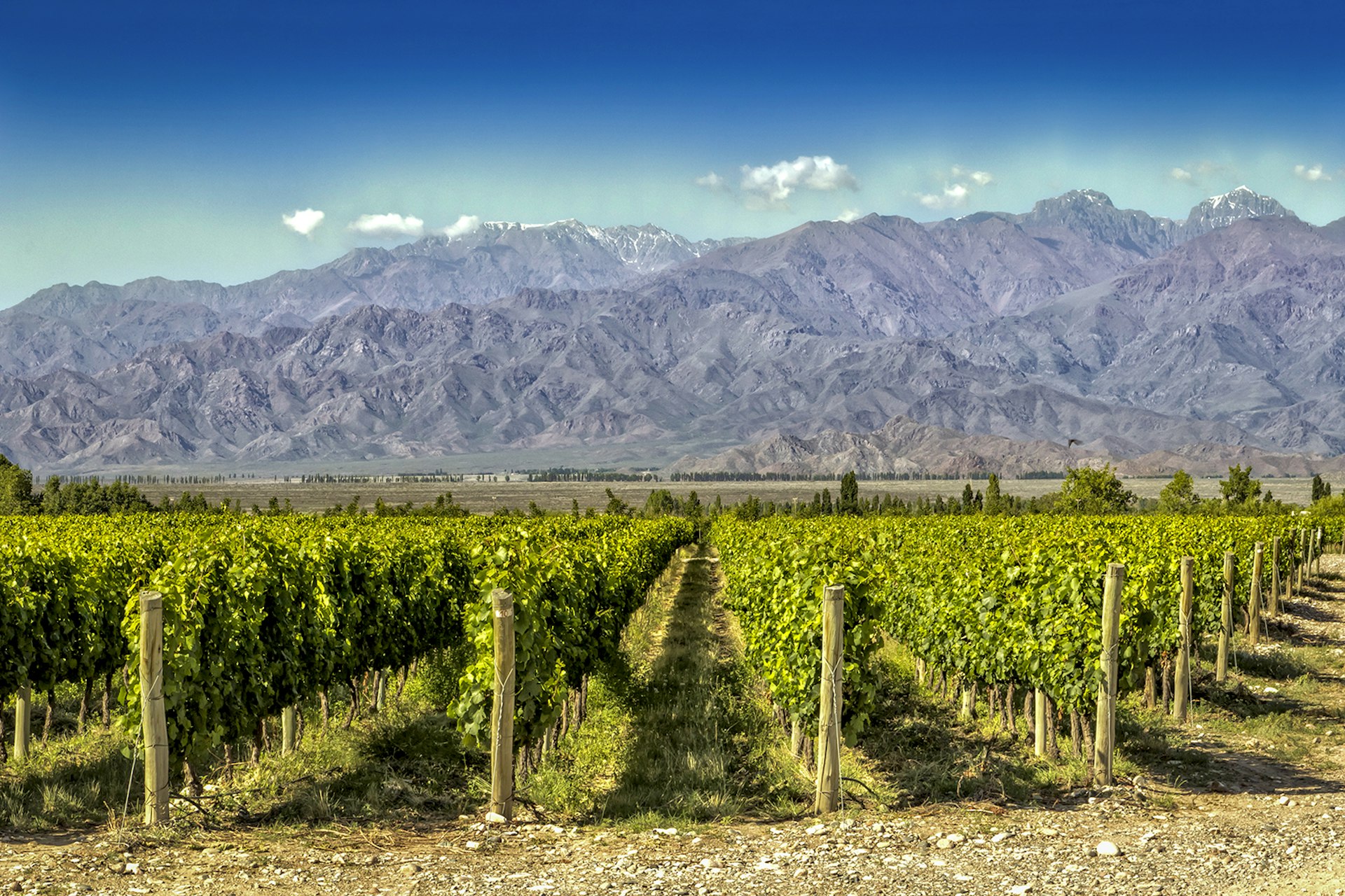 Vineyards stretch towards the horizon of mountains in Mendoza, Argentina