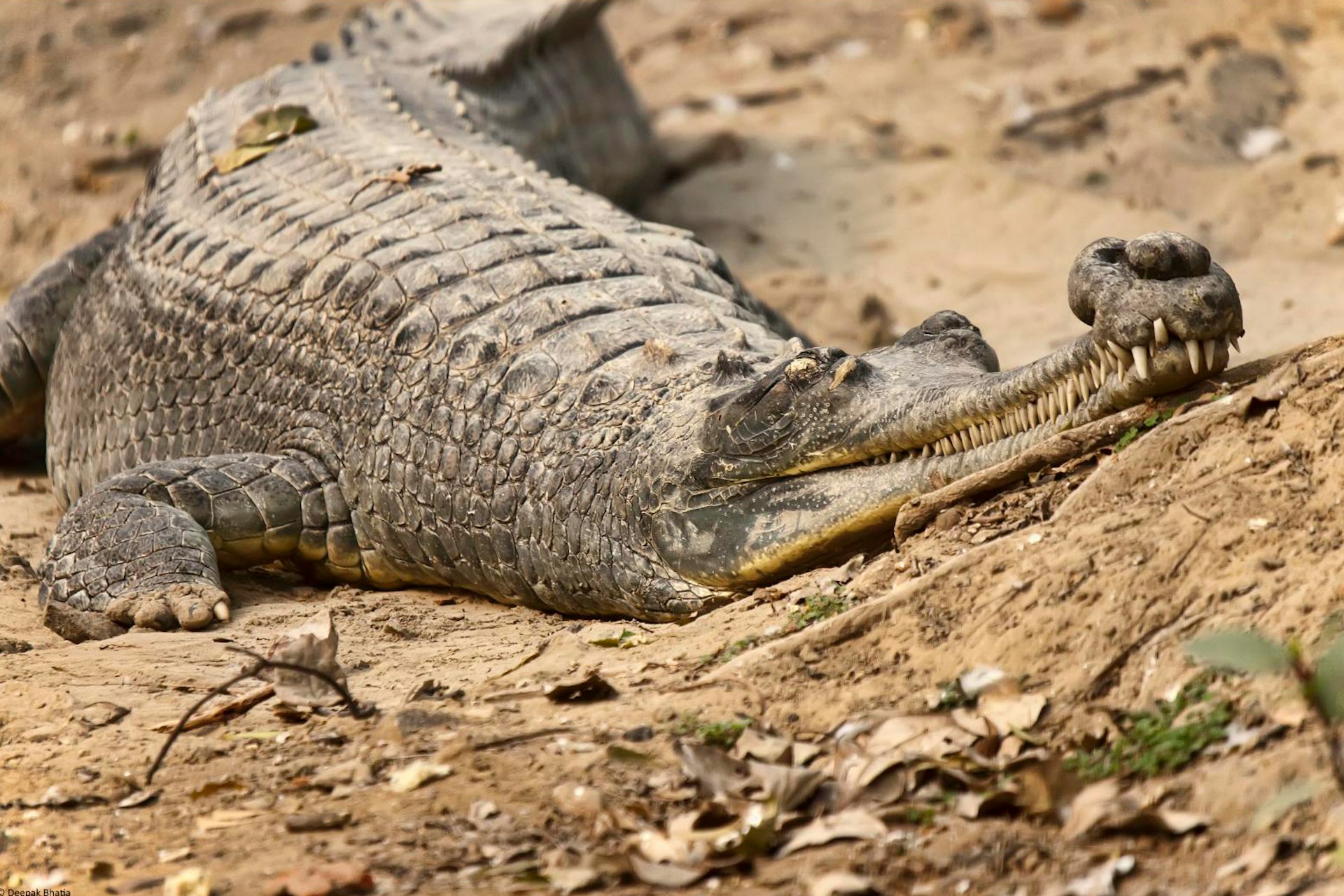 Gharial crocodile sunbathing in the National Zoological Gardens. Image by Zee Pack / CC BY-ND 2.0