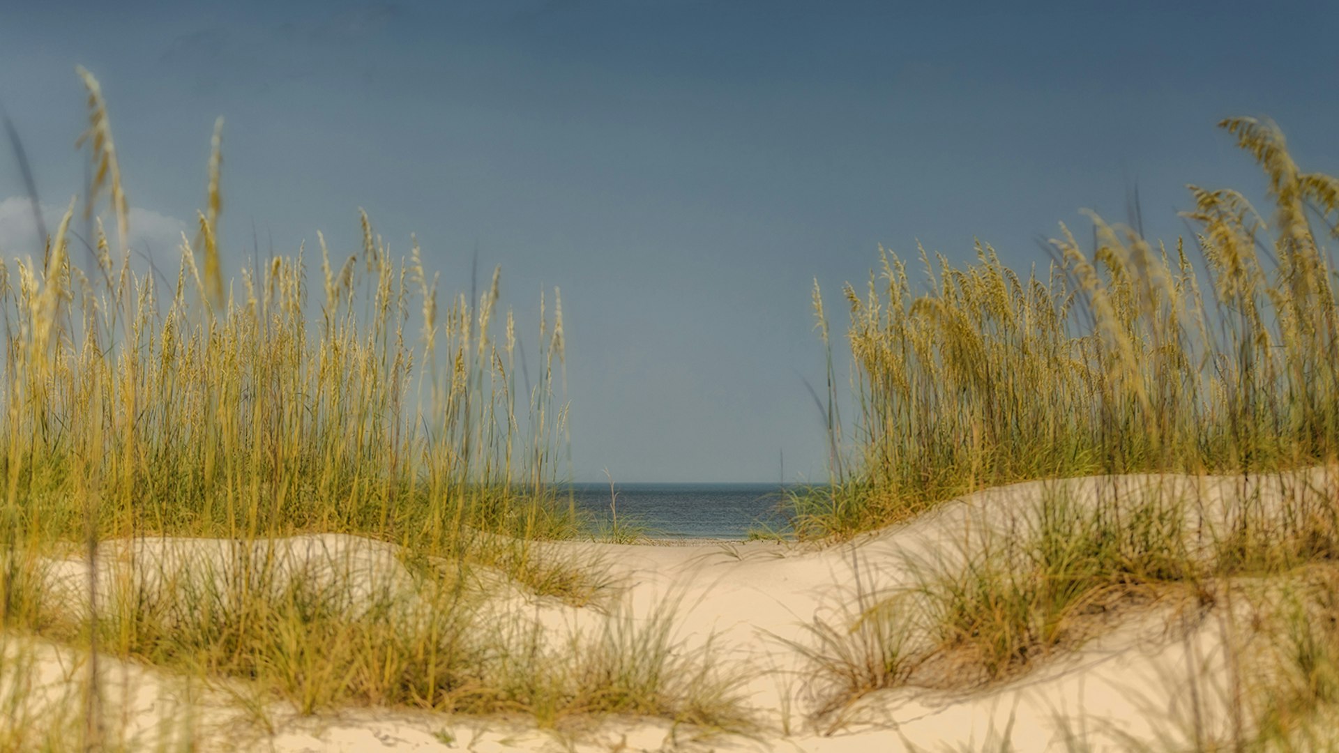 seagrass waves on sugar-white dunes on Amelia Island © Kat Sturtecky / 500px