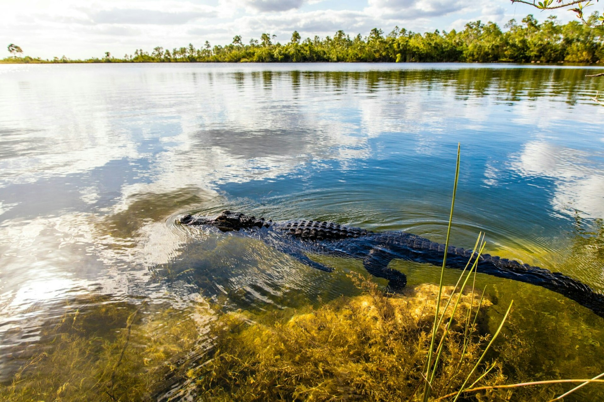 Side view of an alligator swimming in river against cloudy sky in the Everglades National Park, near Miami