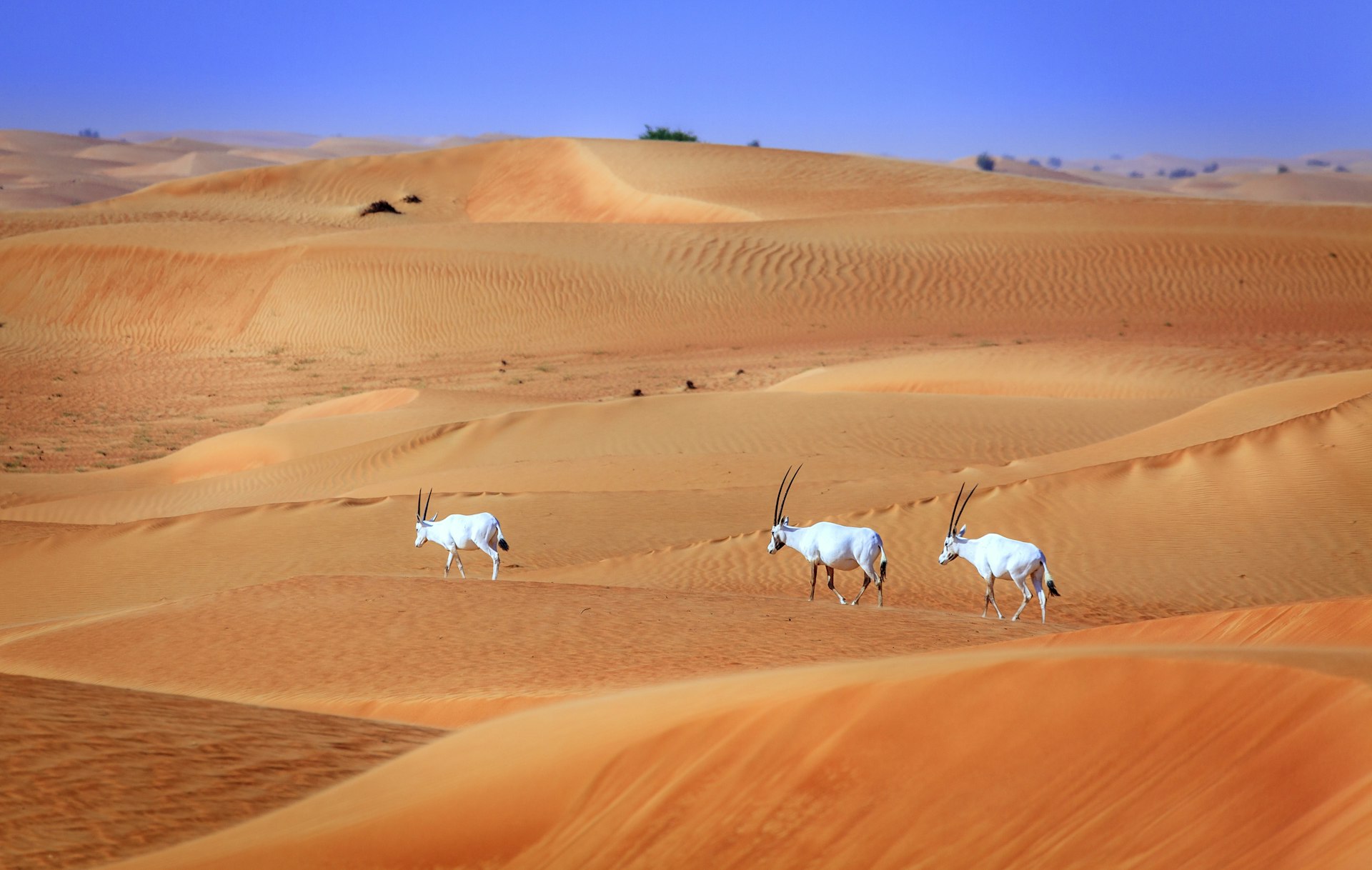 Oryxes (also called Arabian gazelle) stride through the Dubai Desert Conservation Reserve. Image by alexeys / Getty Images