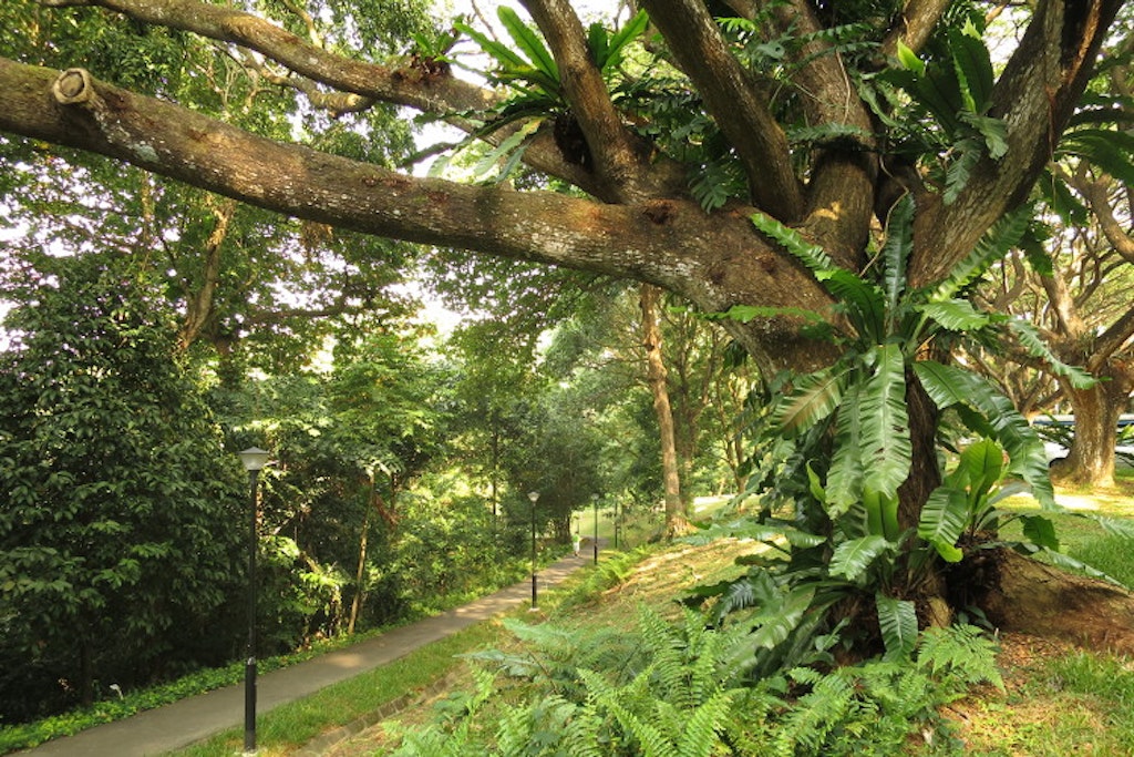 Top five places to get a taste of the jungle in Singapore - Lonely Planet