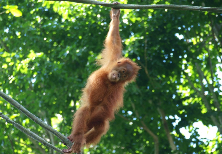 Orangutan, Singapore Zoo, Singapore. Image by Nigel Swales CC BY-SA 2.0