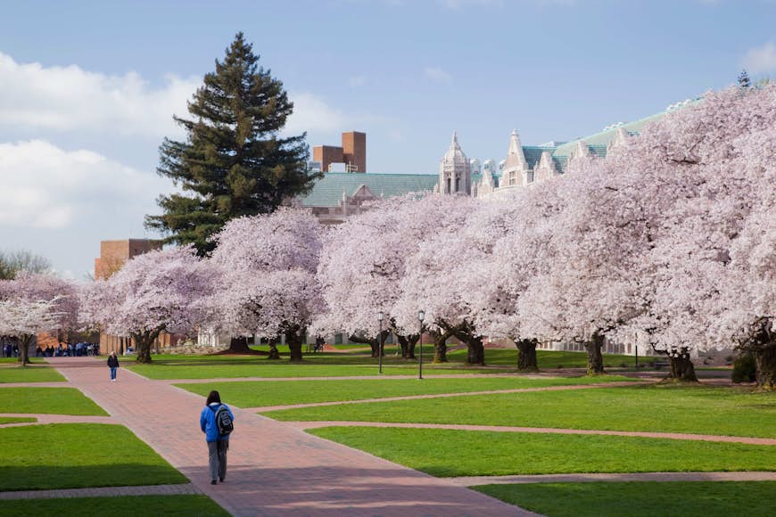 Cherry blossom trees on the University of Washington campus. Image by Danita Delimont / Getty