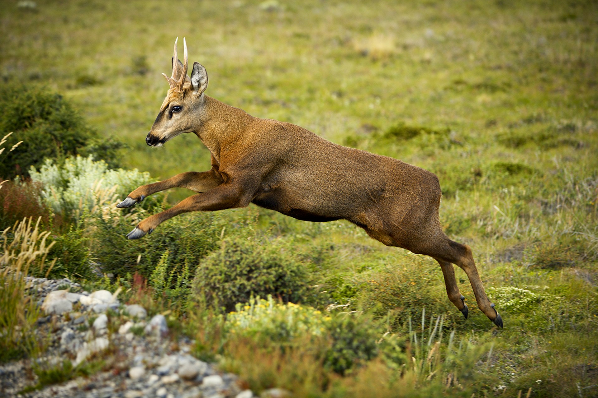 A deer with a short face and small horns jumps over a creek in Parque Nacional Patagonia.