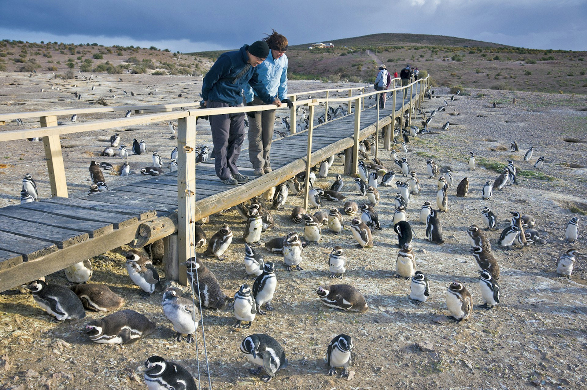 A couple stands on an elevated wooden walking bridge overlooking a colony of penguins. Patagonia, Argentina. 
