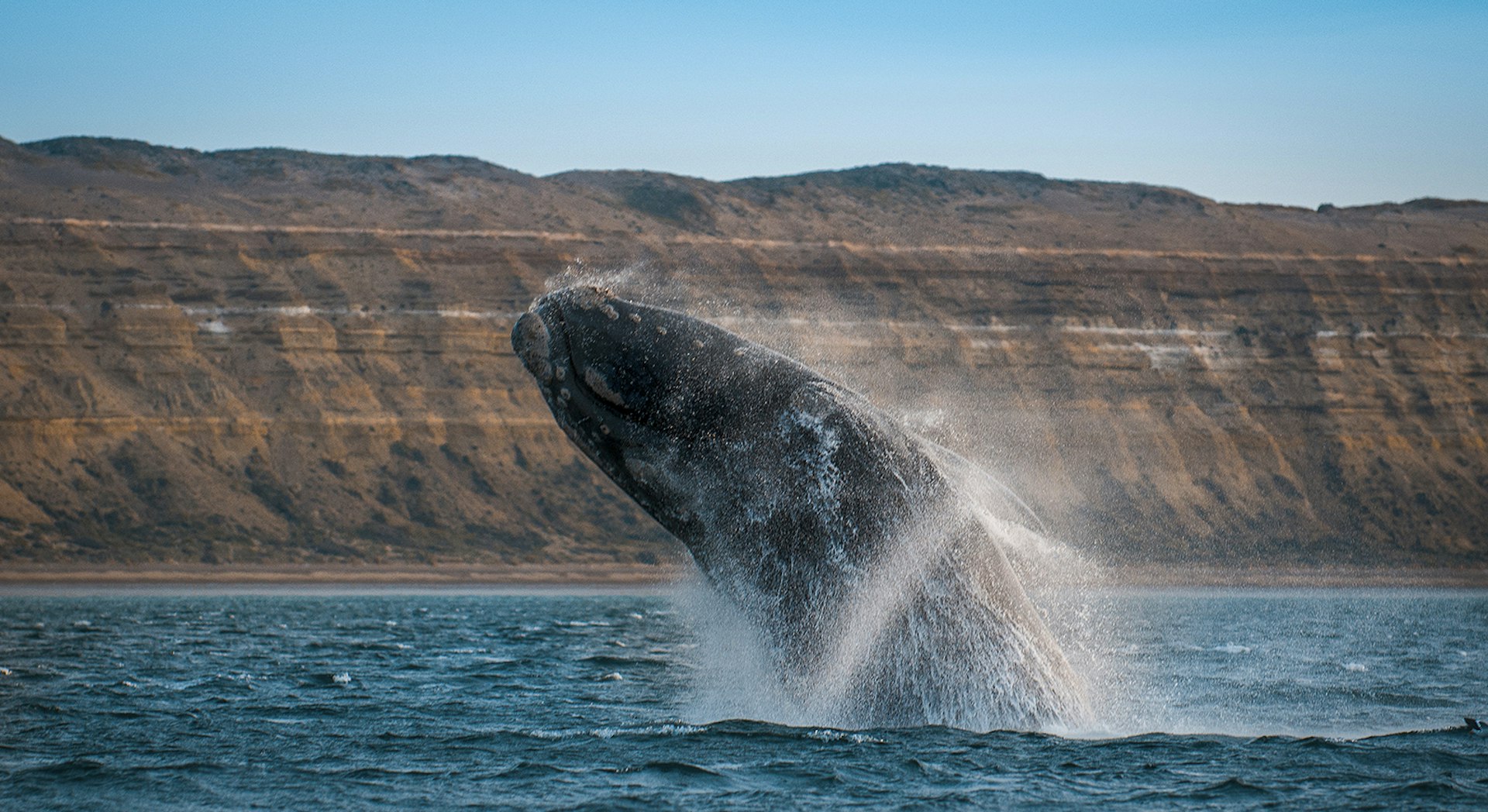 A whale jumps out of the water, falling to the left. A red and brown cliff line is in the background. Patagonia, Argentina.