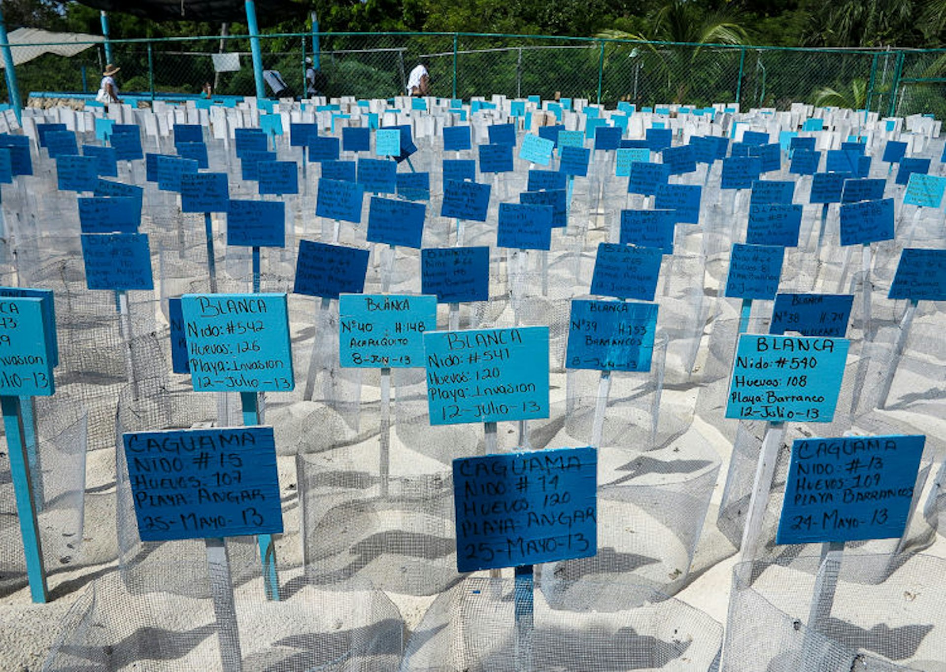 Turtle eggs labelled and waiting to hatch at the turtle sanctuary on Isla Mujeres. Image by Tim Buss / CC BY 2.0