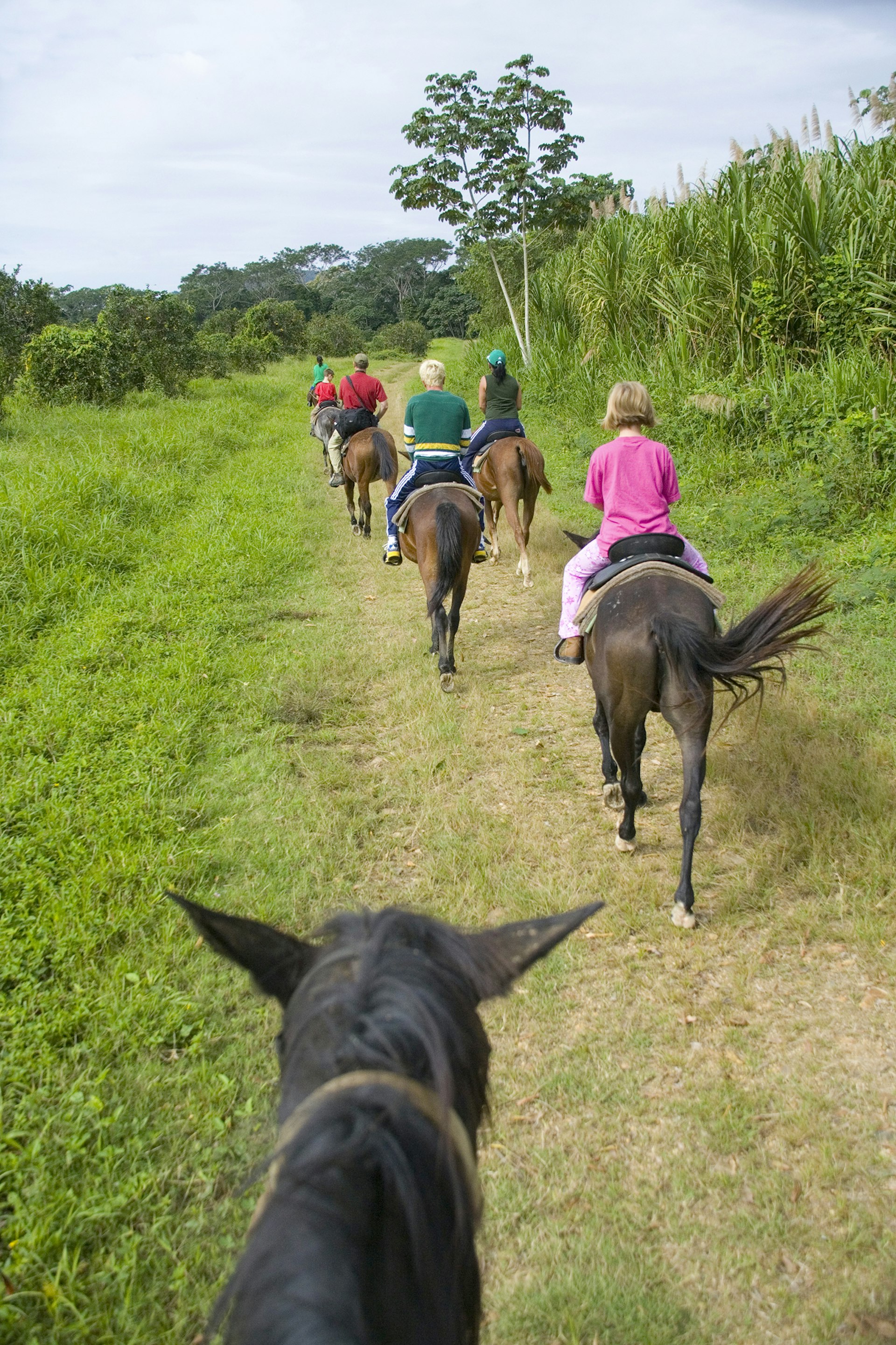 Features - Belize, people riding horses into jungle, rear view