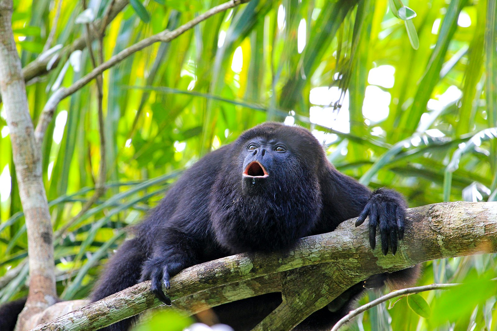 Features - HowlerMonkey_Belize_cs-1c13f1443c83