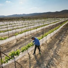 Features - boker-valley-winery-negev-israel-43e2b37afd4a