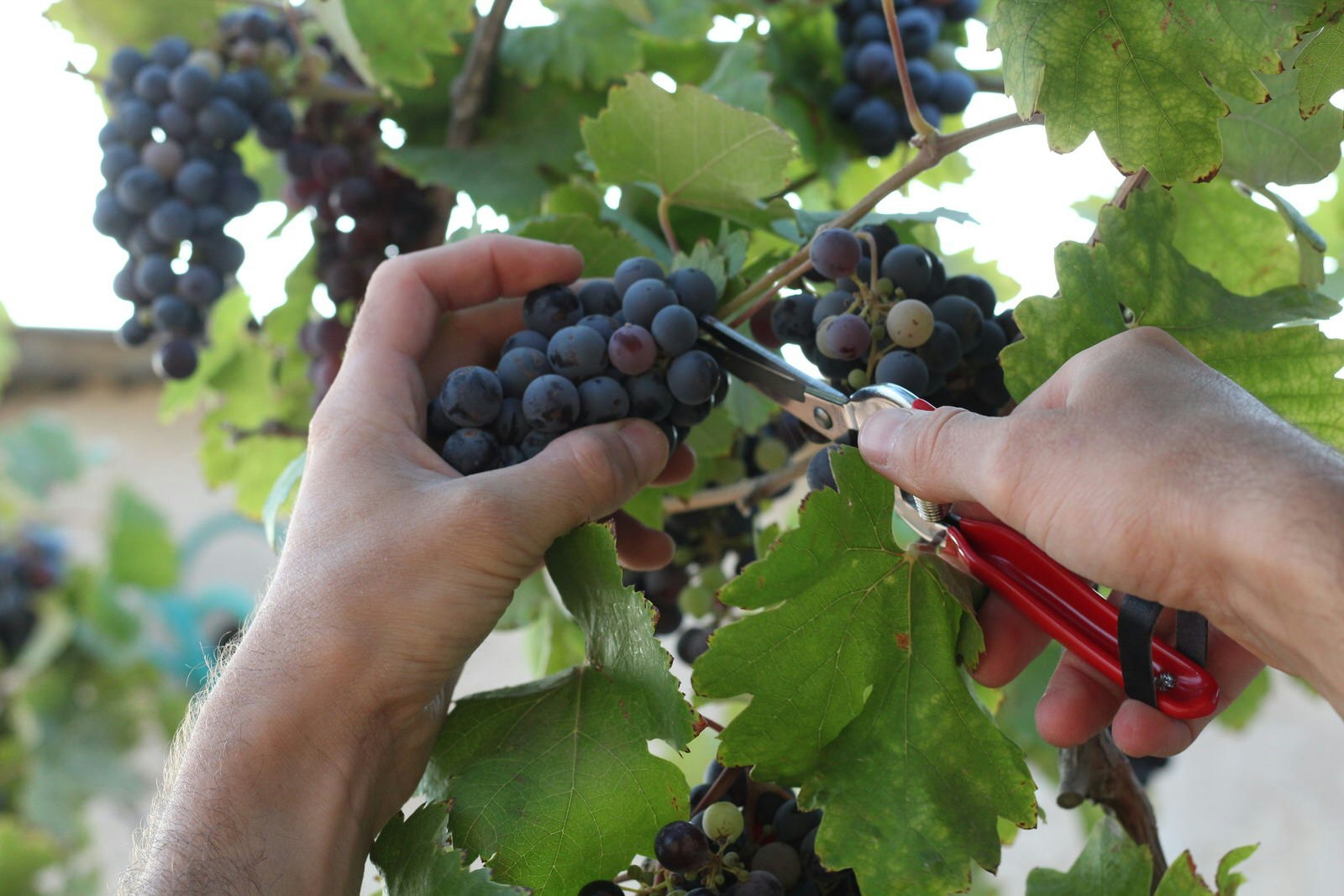 Hand-picking grapes at Rota Winery, Negev, Israel © Rota Winery