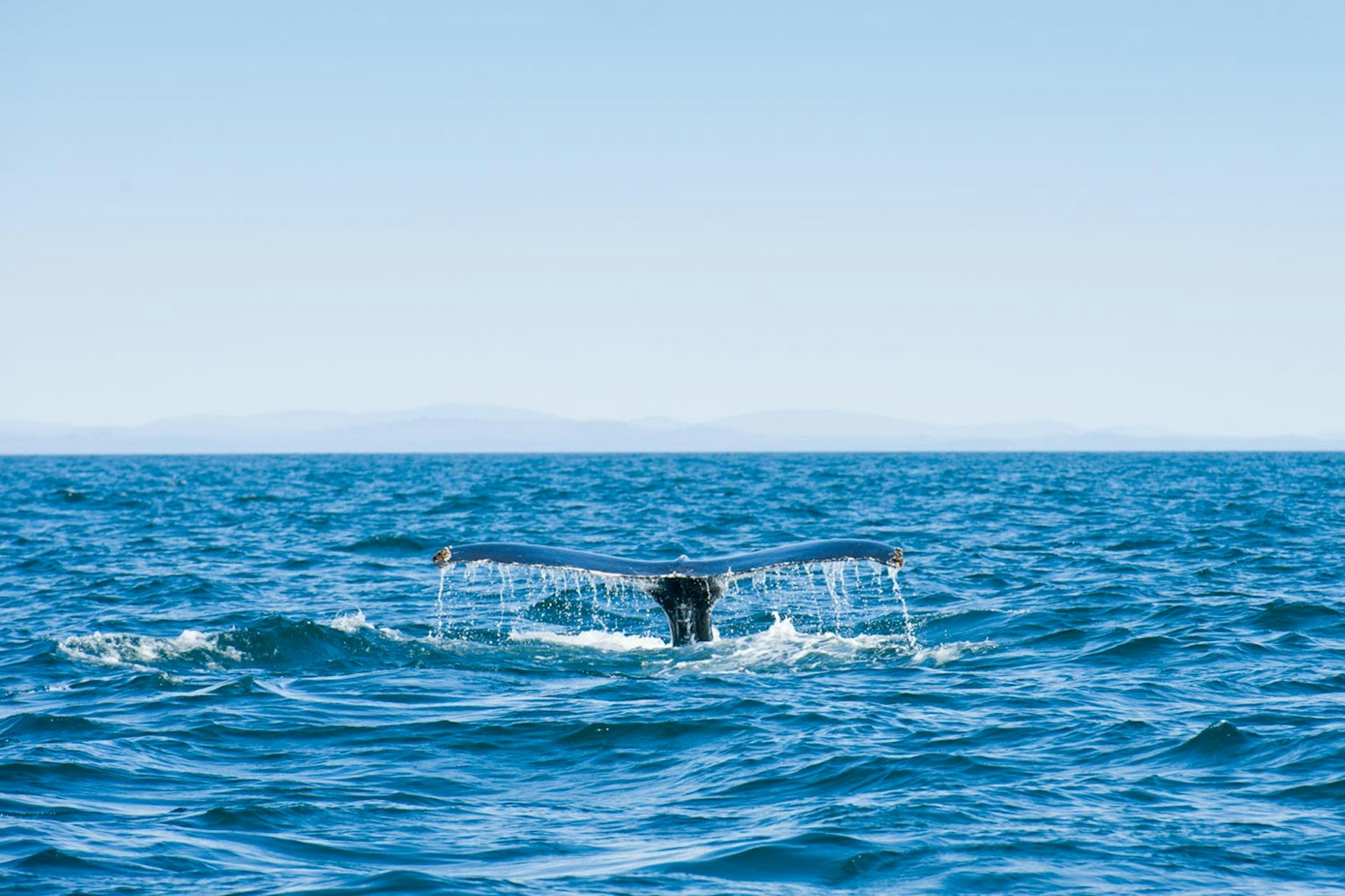 Canada's east coast is perfect for summertime whale watching © Justin Foulkes / Lonely Planet