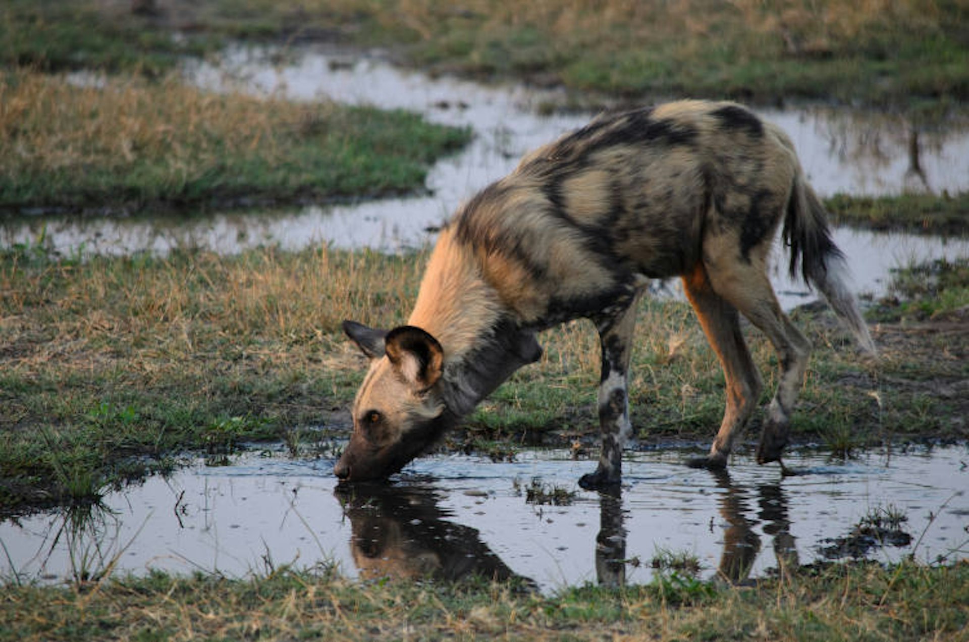 An African wild dog in the Caprivi Strip, Namibia