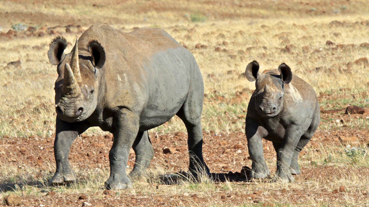 Desert-adapted black rhino (and calf) in the Kunene region, Namibia.