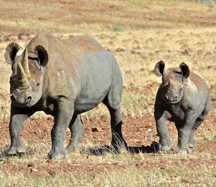 Desert-adapted black rhino (and calf) in the Kunene region, Namibia.