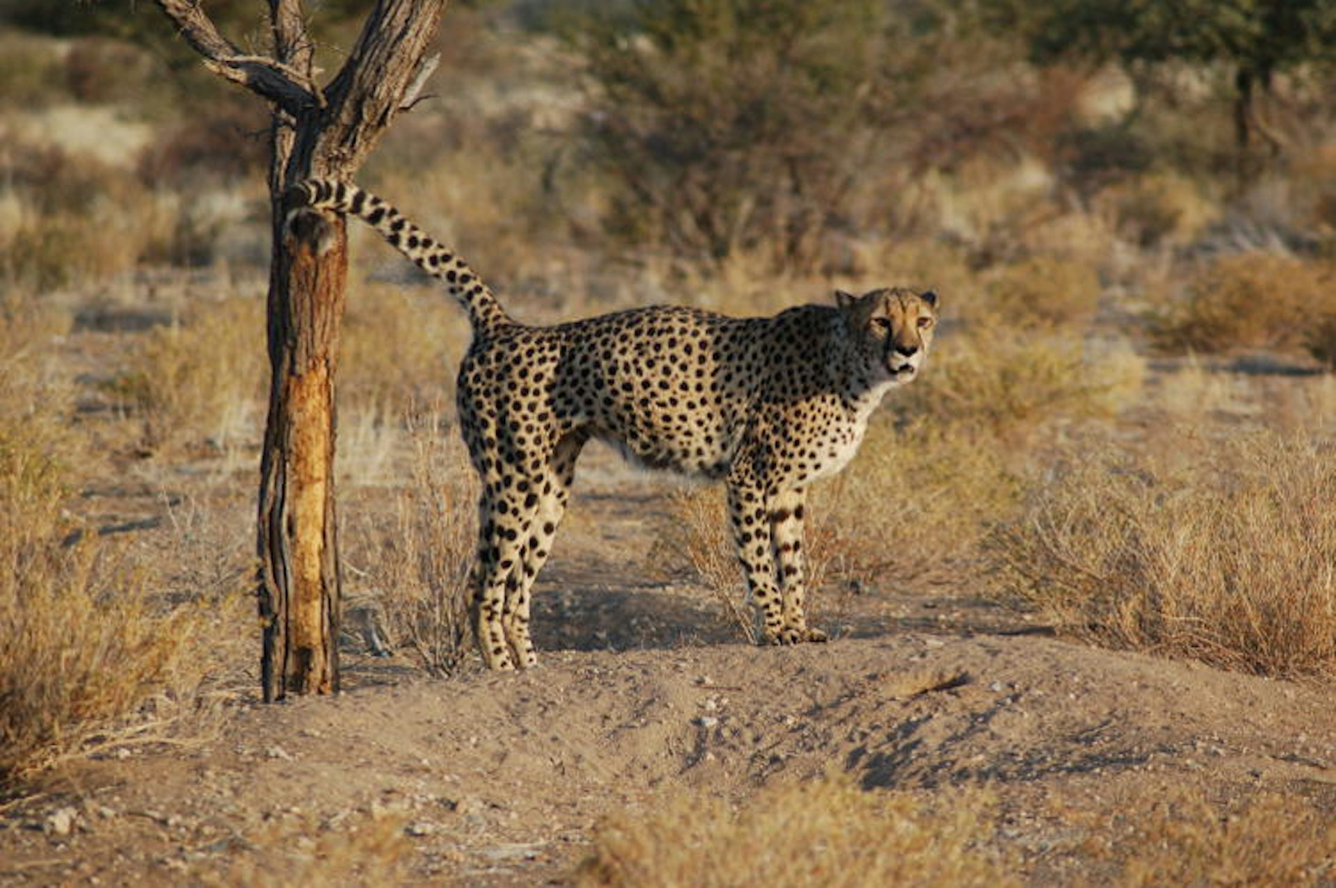 A cheetah spraying to mark its territory, Namibia. Image by  Joachim Huber / CC BY-SA 2.0