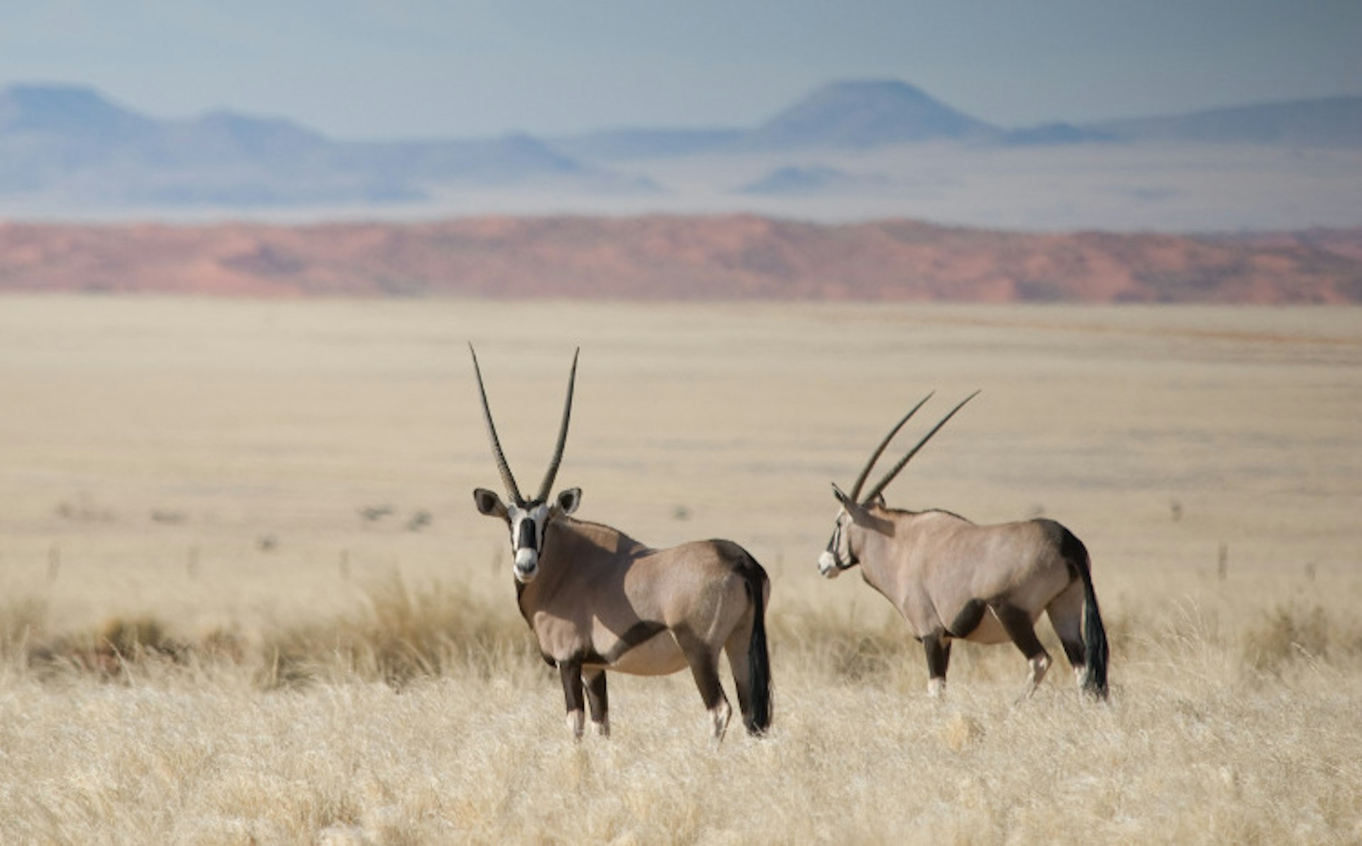 Gemsbok in the Namib Desert, Namibia