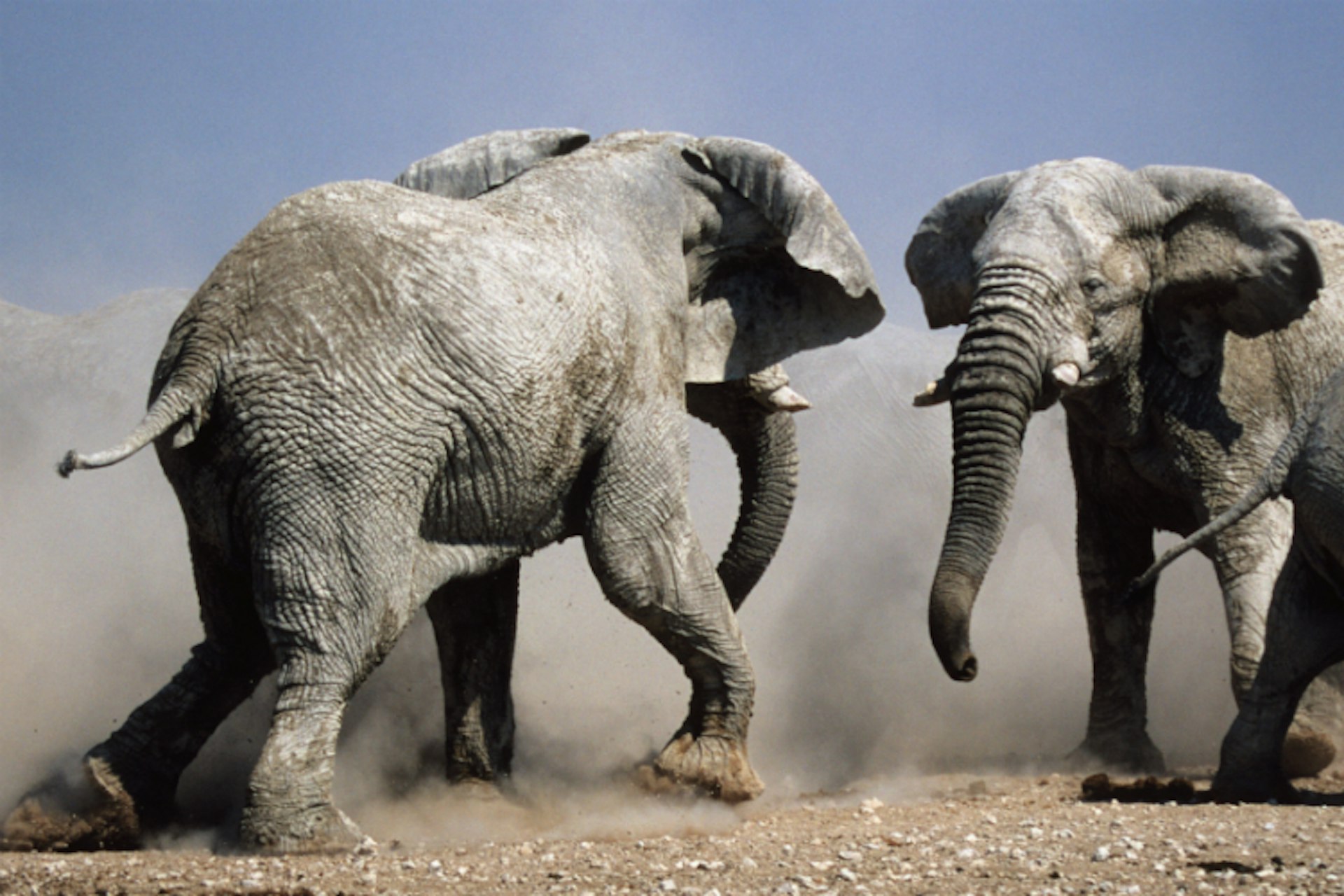 Two African bull elephants getting ready to rumble. Image by Lanz von Horsten / Gallo Images / Getty Images