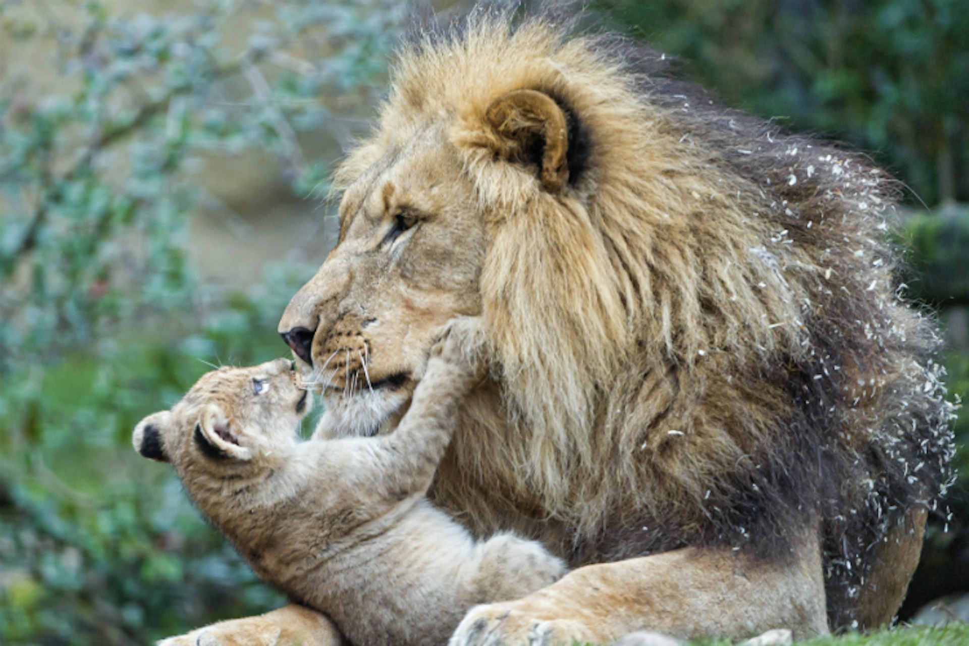 Aww, baby lions! Cute! But remember that dad might not be best pleased by your presence. Image by Tambako the Jaguar / Moment / Getty Images