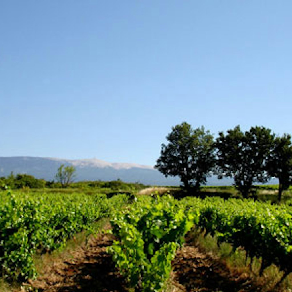 Features - Vignes du Ventoux, Vaucluse region of Provence.
