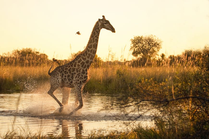 A giraffe running across a flooded area in the Moremi Game Reserve, Botswana, with a small oxpecker flying nearby.
