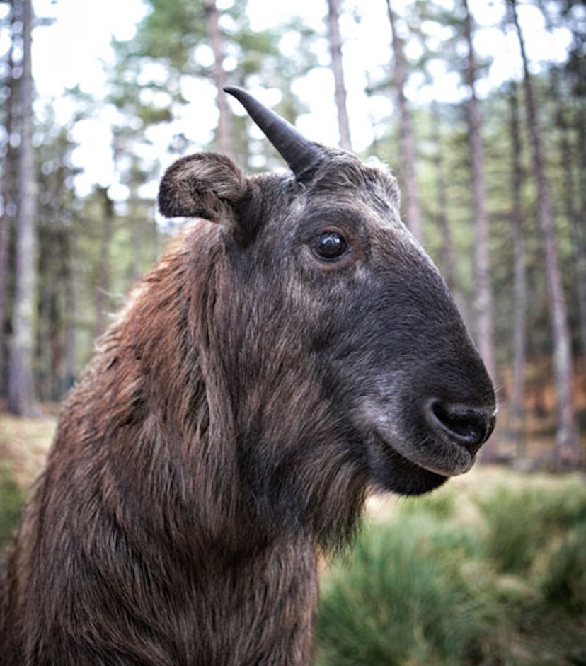 Features - A takin - visually, a mix of mountain goat and gnu. 