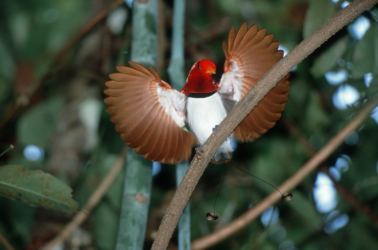 Bird of paradise, Salawati Island, Papua. Image by Konrad Wothe Getty