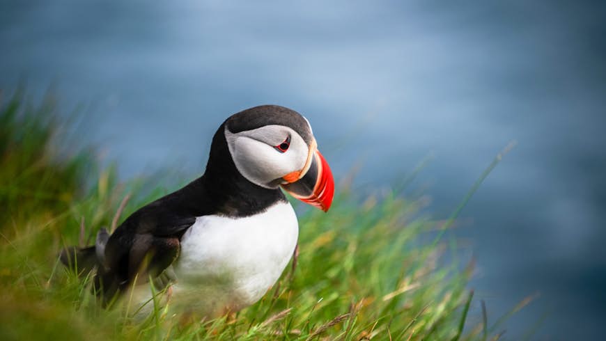With a black and white body and a large orange and yellow beak, the puffin seen on a Newfoundland sea cliff is one of the strangest looking birds