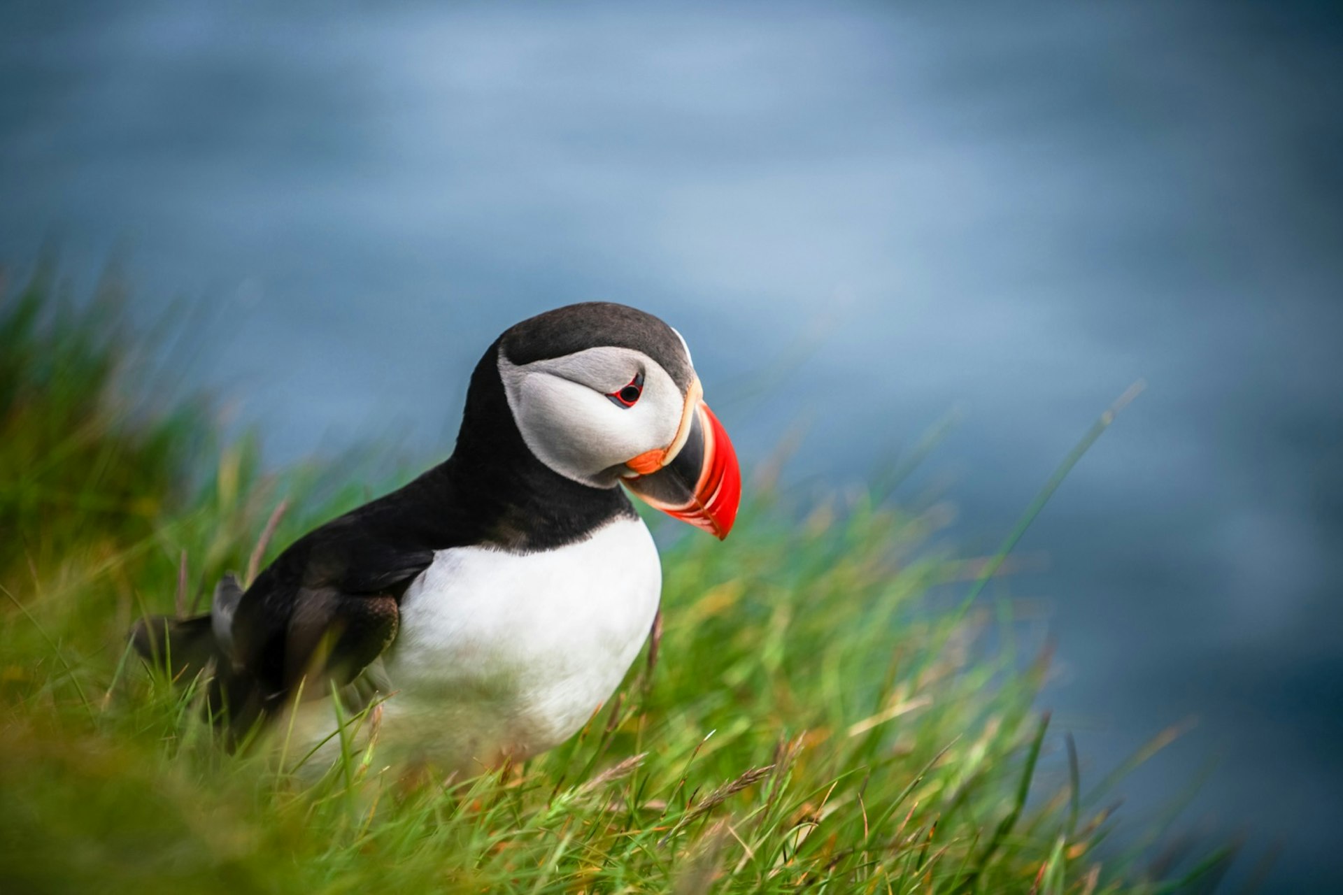 With a black and white body and a large orange and yellow beak, the puffin seen on a Newfoundland sea cliff is one of the strangest looking birds 