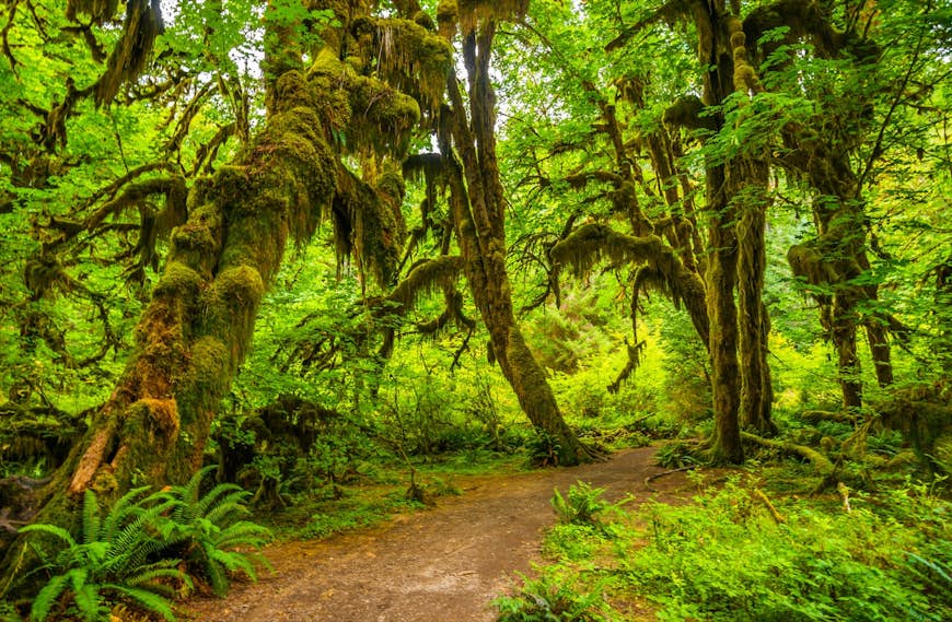 A path runs through trees dripping with moss and foliage in Olympic National Park in Washington