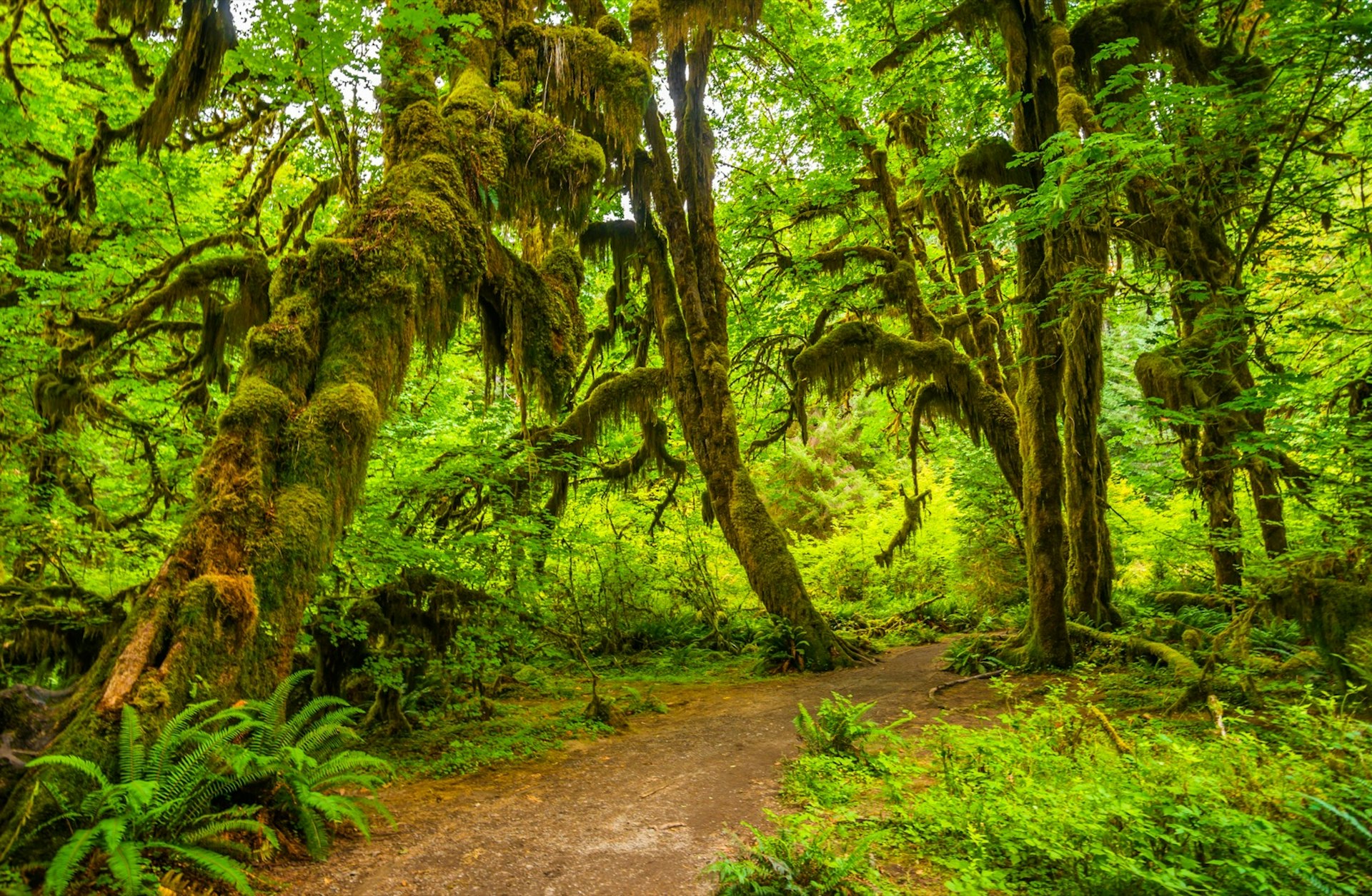 A path runs through trees dripping with moss and foliage in Olympic National Park in Washington