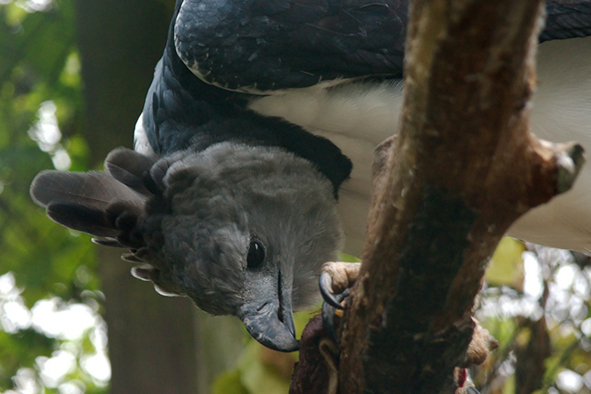 The fearsome - and rarely seen - harpy eagle. Image by Andy Rogers / CC BY 2.0