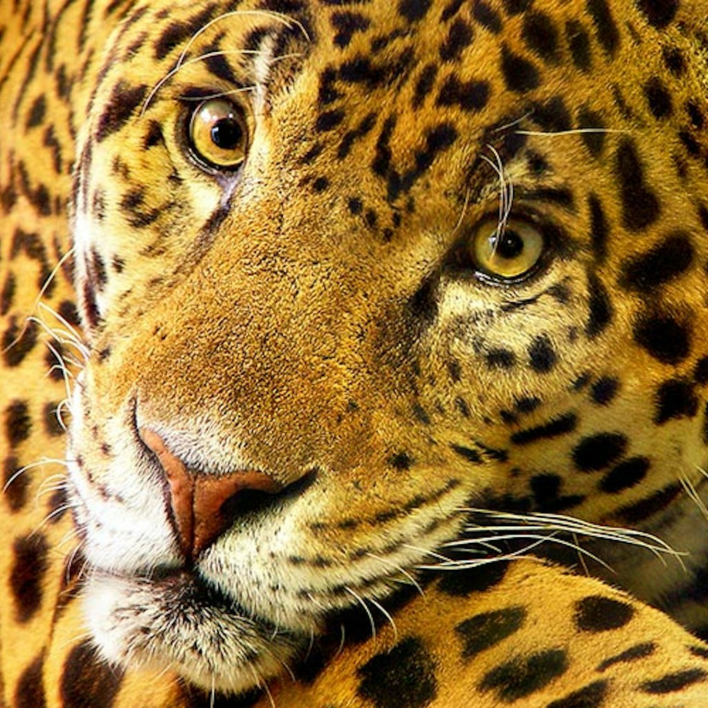 Features - jaguar_cs