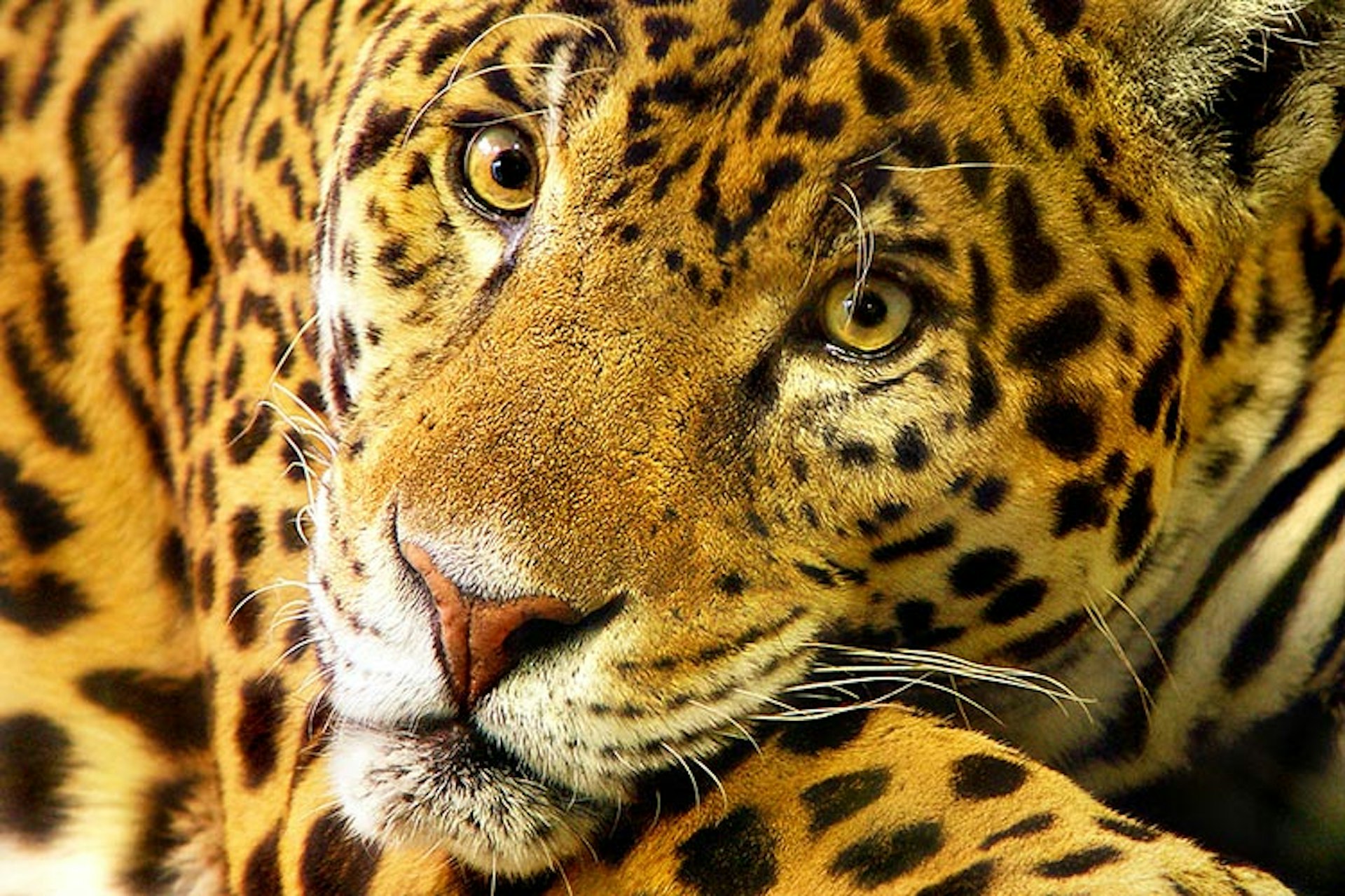 The jaguar is the most mysterious of all the big cats. Image by Tambako the Jaguar / Moment Open / Getty Images