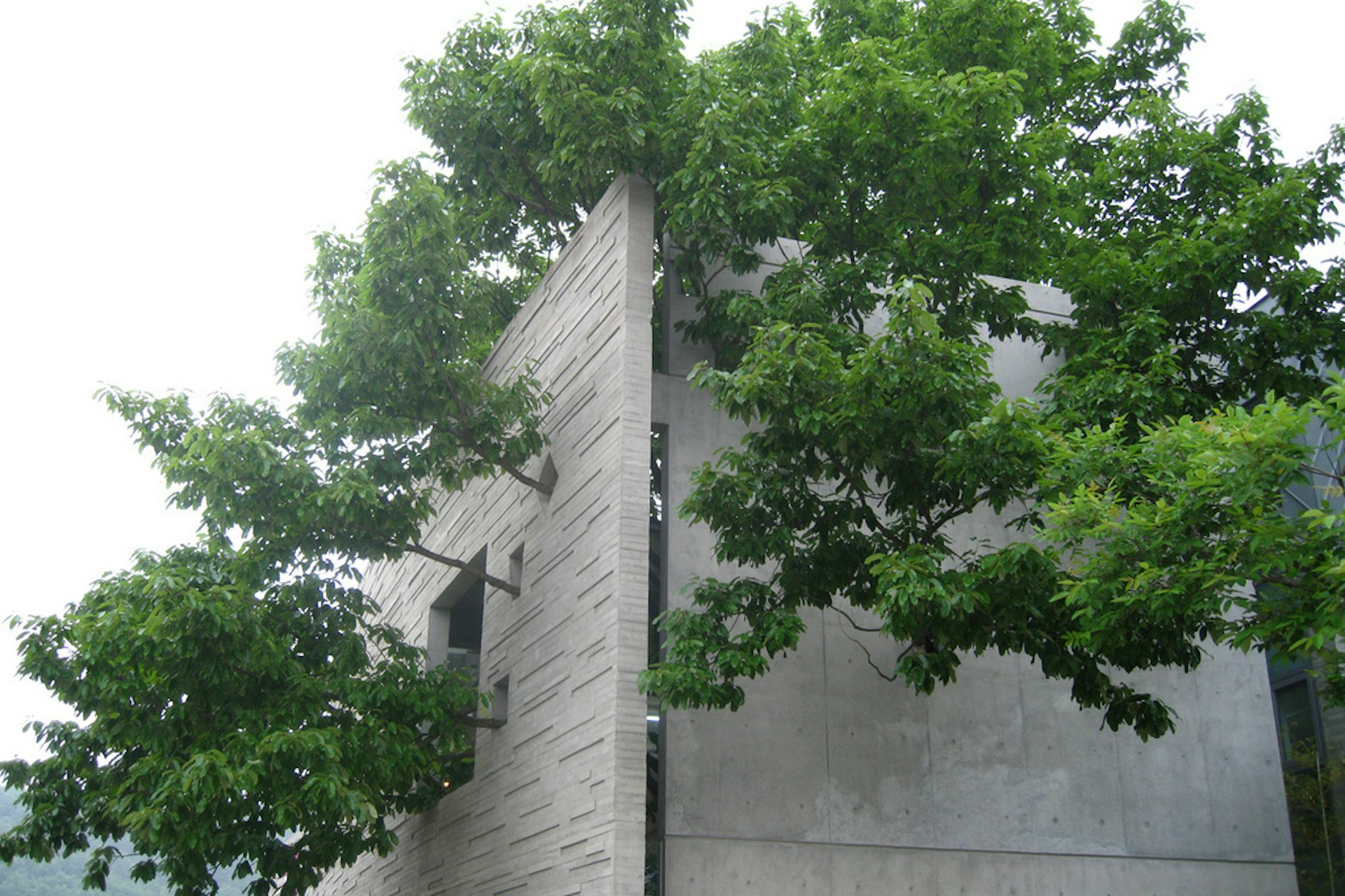 Trees growing out of the Keumsan Gallery. Image by Julie Facine / CC BY-SA 2.0