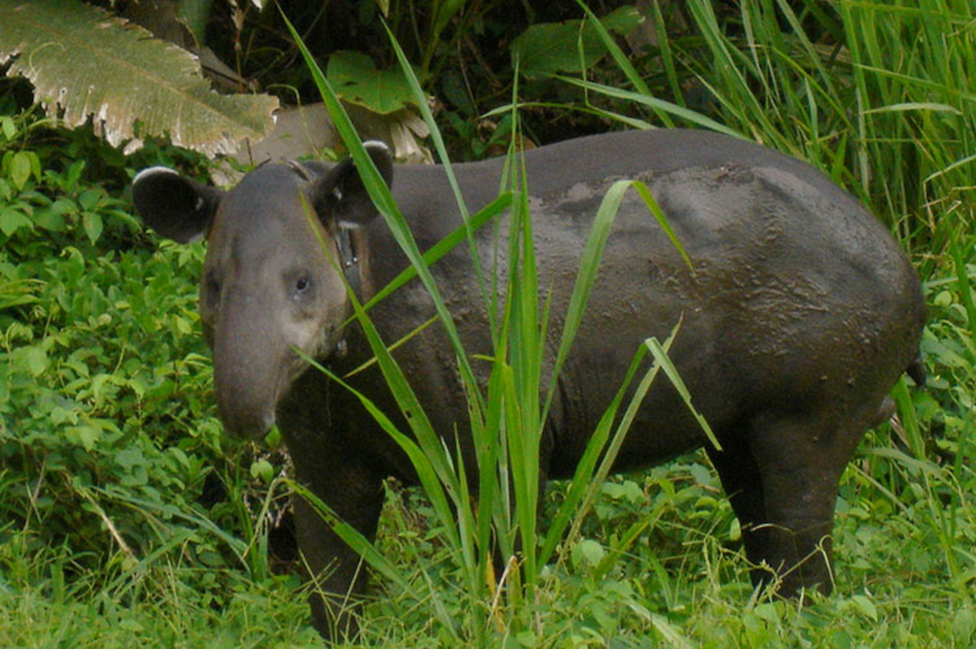 Baird's tapirs are a common sight in Corcovado National Park. Image by Miguel Vieira / CC BY 2.0