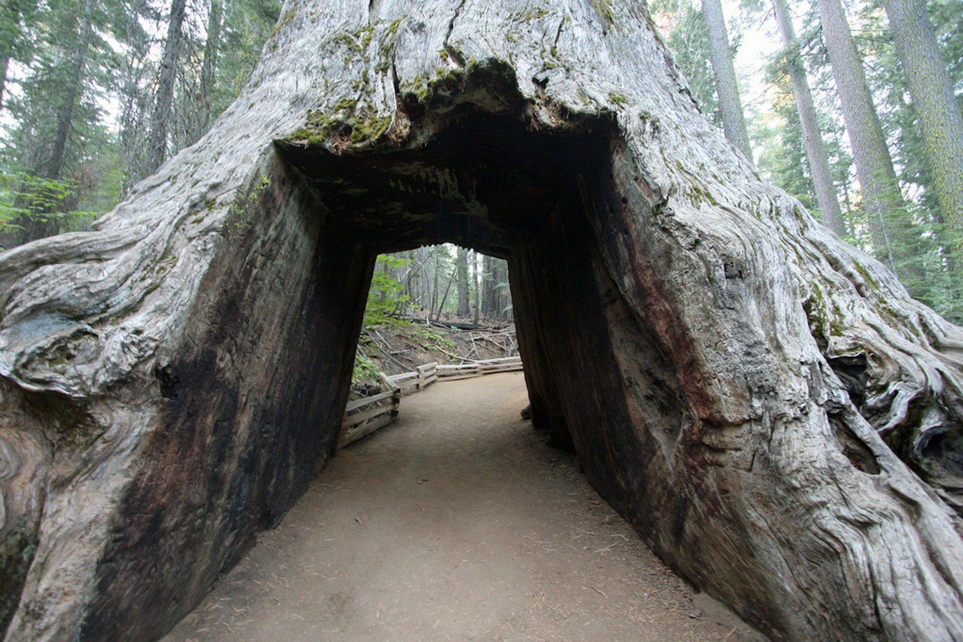 Tunnel tree in Tuolumne Grove. Image by Ronnie Macdonald / CC BY 2.0