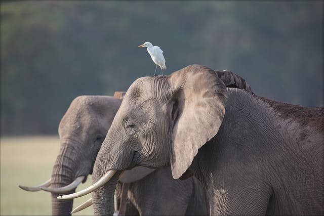 Mombasa Carnival: a guide Kenya's street party