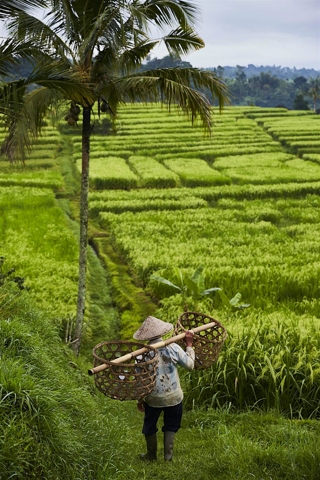 Features - Jatiluwih rice terraces A Balinese farmer walks through a large terraced area of lush green rice fields © John Laurie / Lonely Plane
