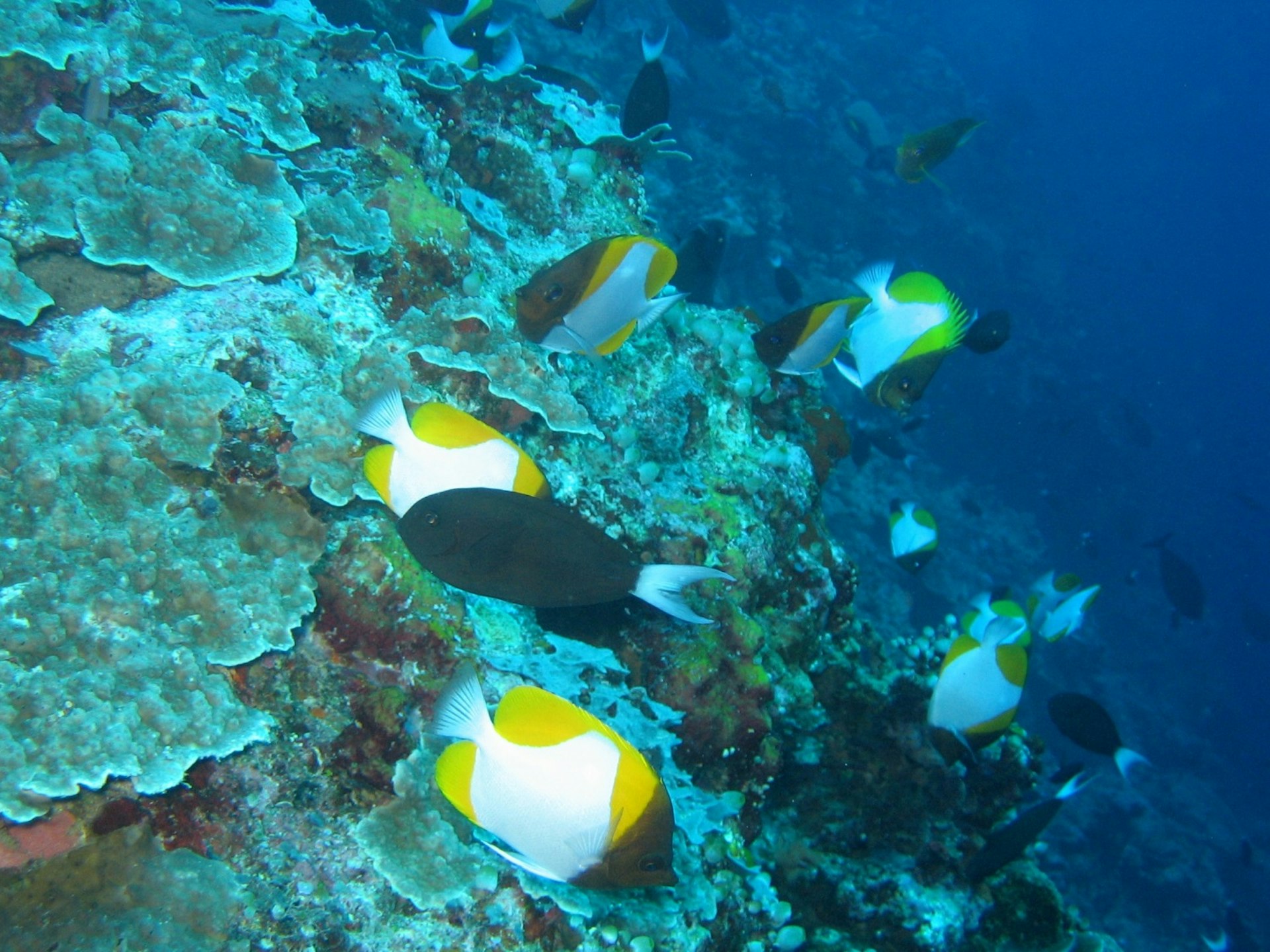 Pyramid butterflyfish, Apo Reef
