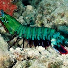 Features - shrimp