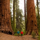 Couple walking in a giant redwood forest, Sequoia National Park, California. They're one of several supersized natural wonders in the US National Parks system
