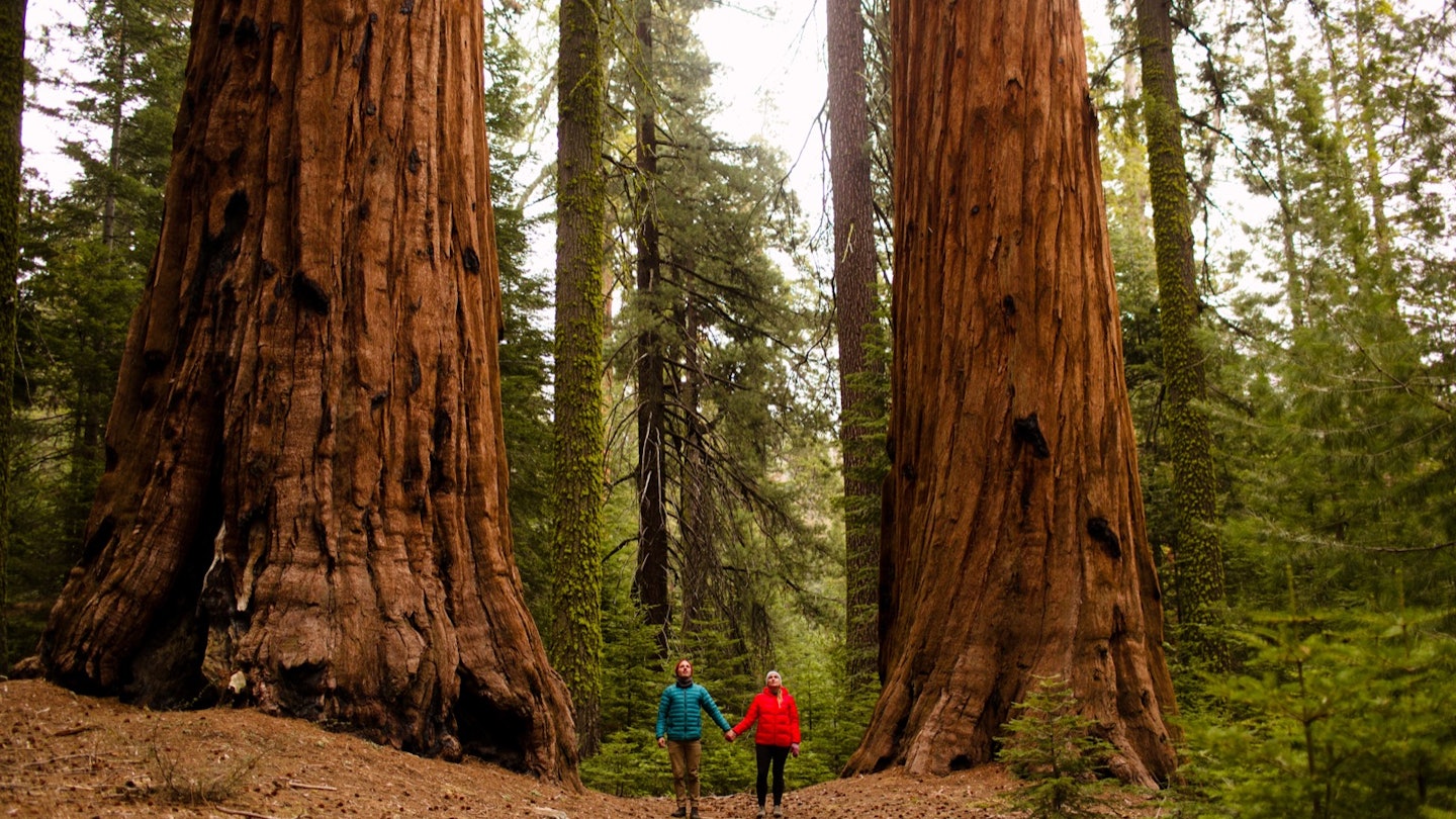 Couple walking in a giant redwood forest, Sequoia National Park, California. They're one of several supersized natural wonders in the US National Parks system