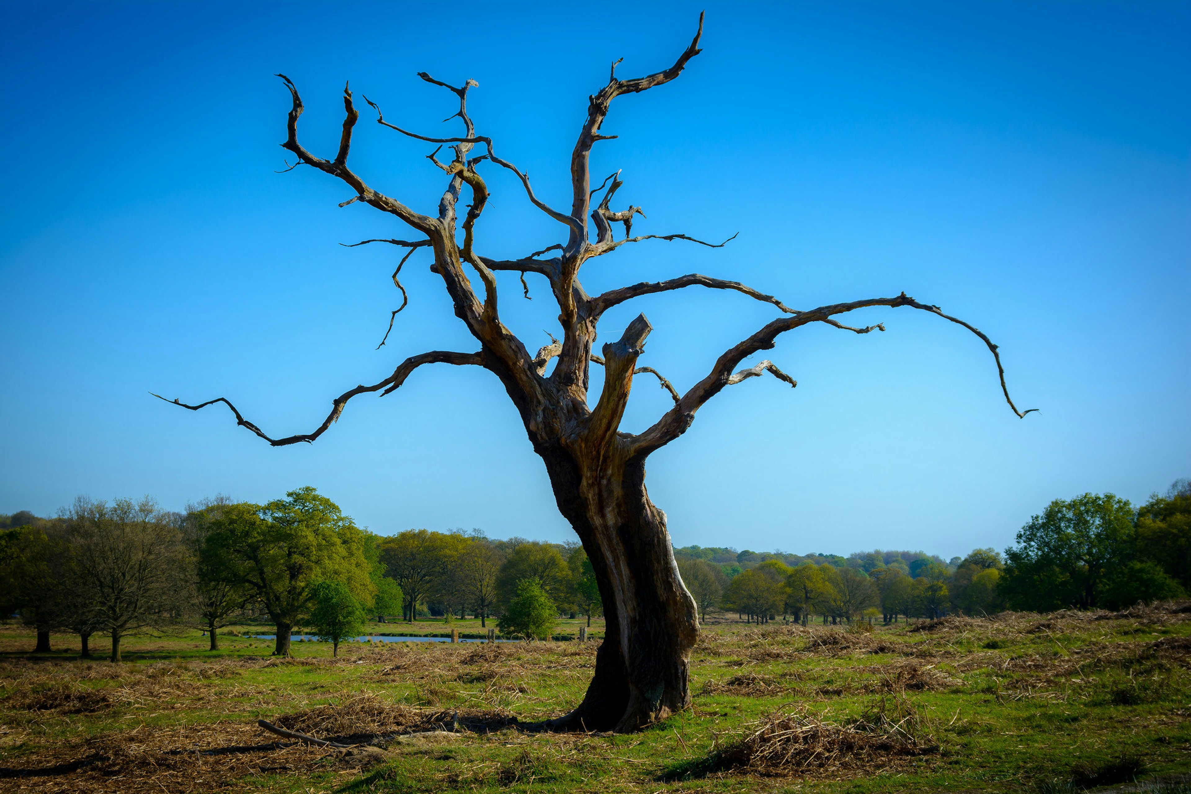 Richmond Park is a popular place for a walk. Image by Rowan Gillette- Fussell / CC BY 2.0