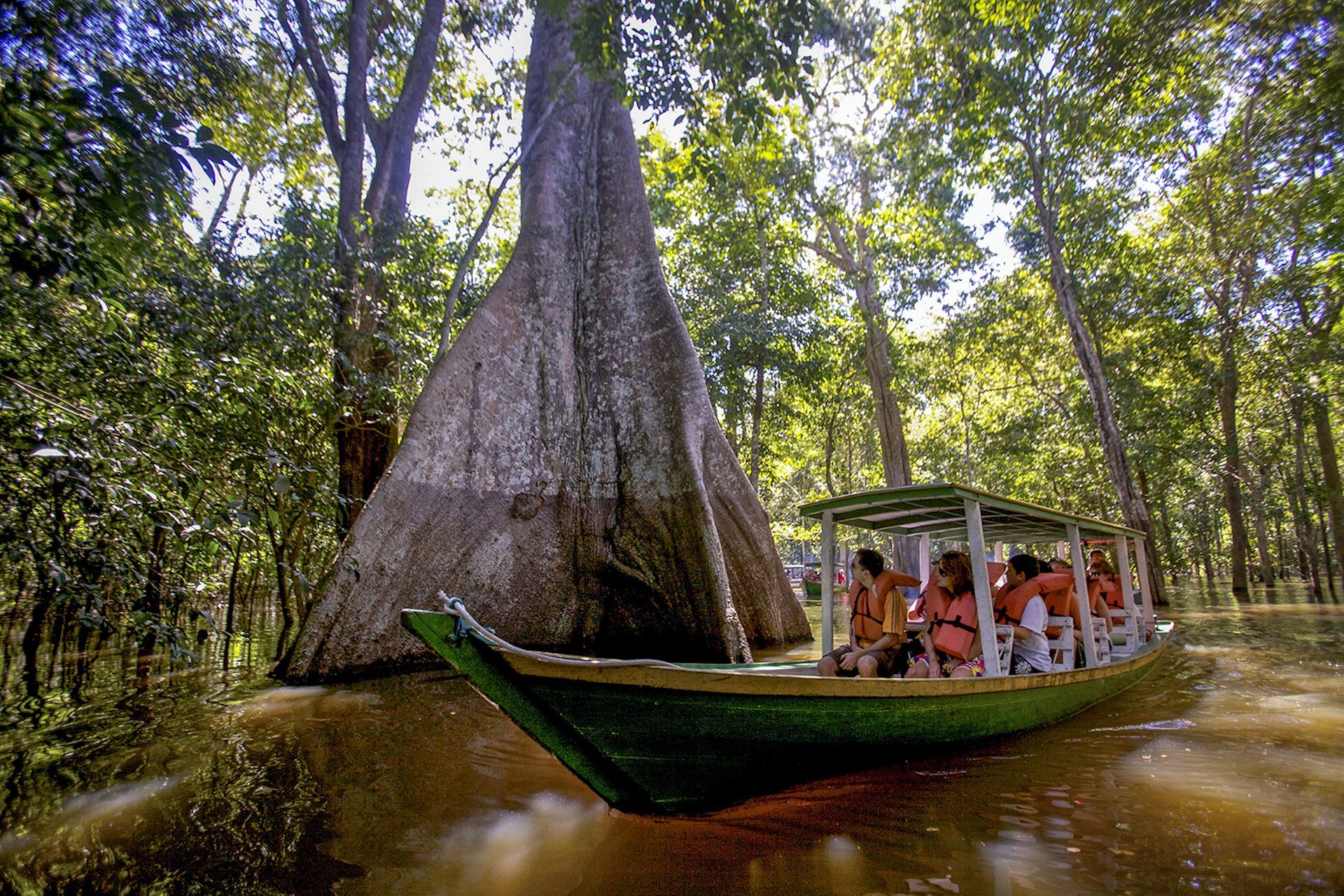 A boat passes under the canopy of a large tree with a buttressed root