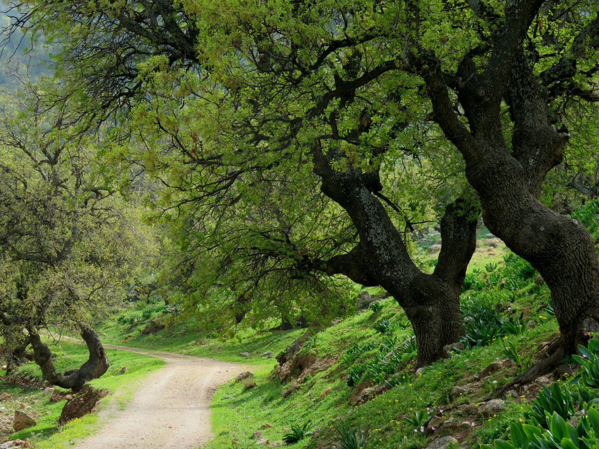A small road between trees in Ajloun in the north of Jordan. Image by omardajani / Shutterstock