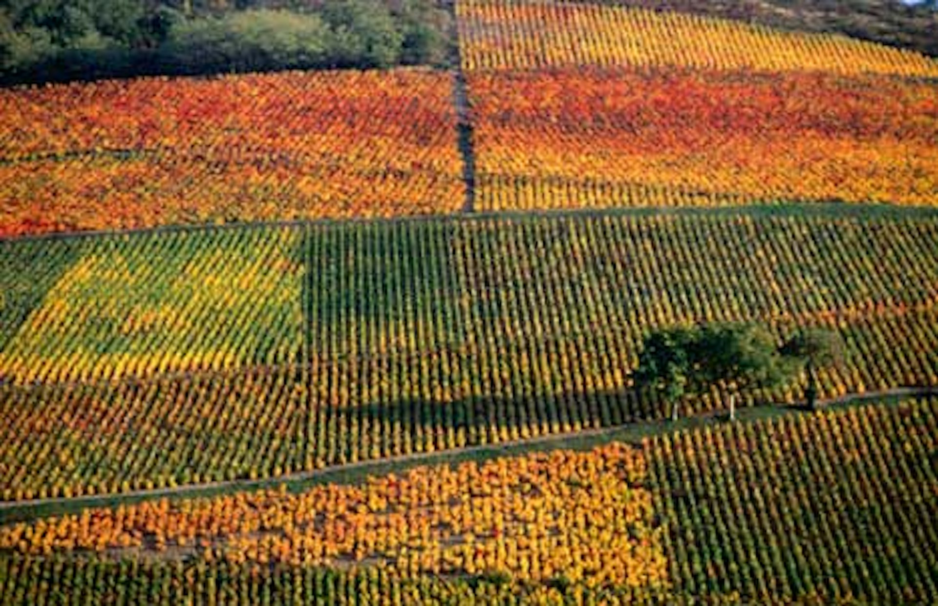 Autumn colours on the vineyards of the Beaujolais area by Pascale Beroujon / Lonely Planet Images / Getty Images